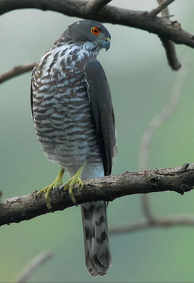 东江揽胜:收集常见鸟类图谱之猛禽篇,摄鸟人自留地,建议收藏