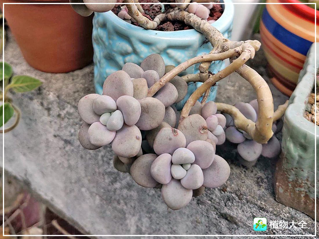 多肉植物艾伦视频,多肉植物艾伦价位