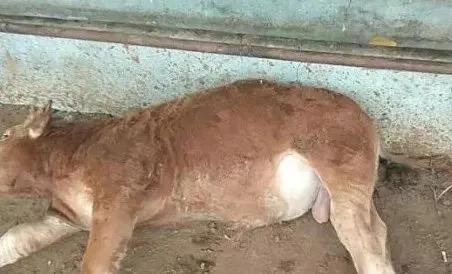 牛羊胀肚？介绍两种引起牛羊胀肚的病：前胃迟缓和瘤胃积食