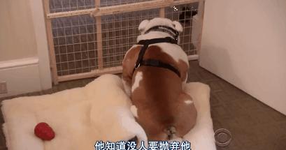 猫狗吃醋打架,吃醋的猫狗