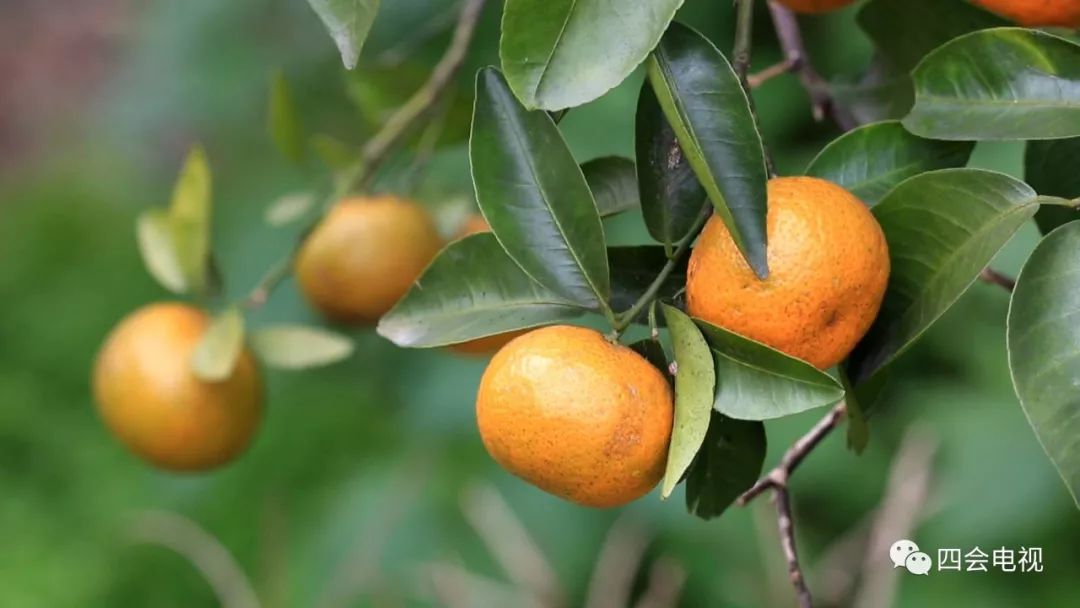 广东复种沙糖桔基地,沙糖桔种植基地规划图