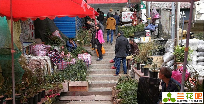 现在兰花有特别贵的吗,兰花各种种类的价格