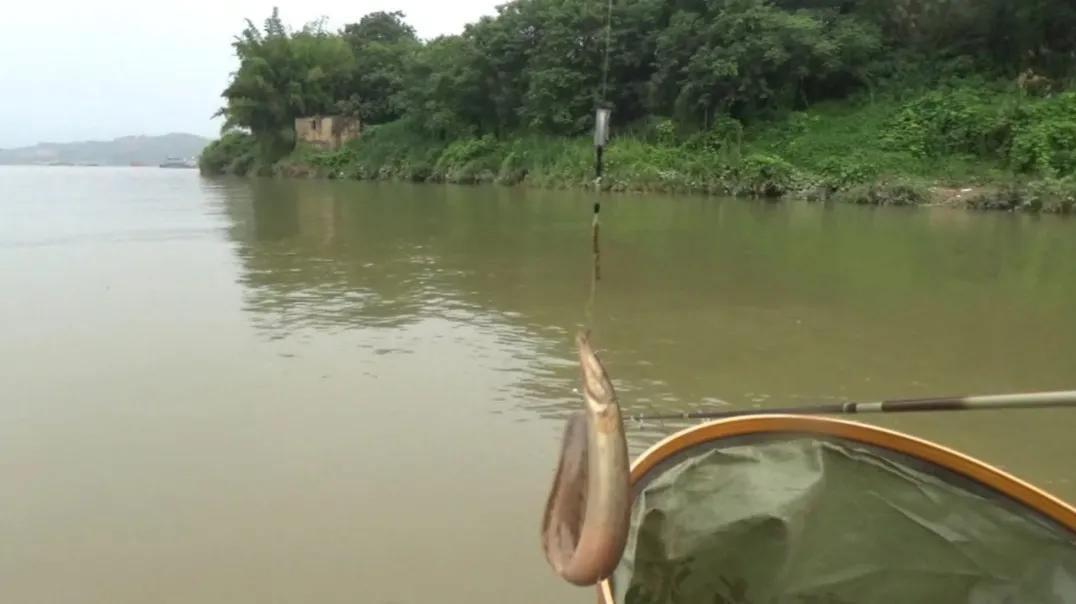 这6种“伤人鱼”是最伤人的,很多钓友被刺过,钓到要注意了