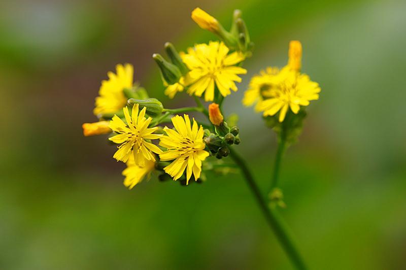 黄瓜野菜的功效,田间各种野菜的作用