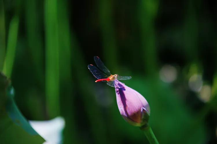 单反快速入门索尼,单反自动挡是哪个