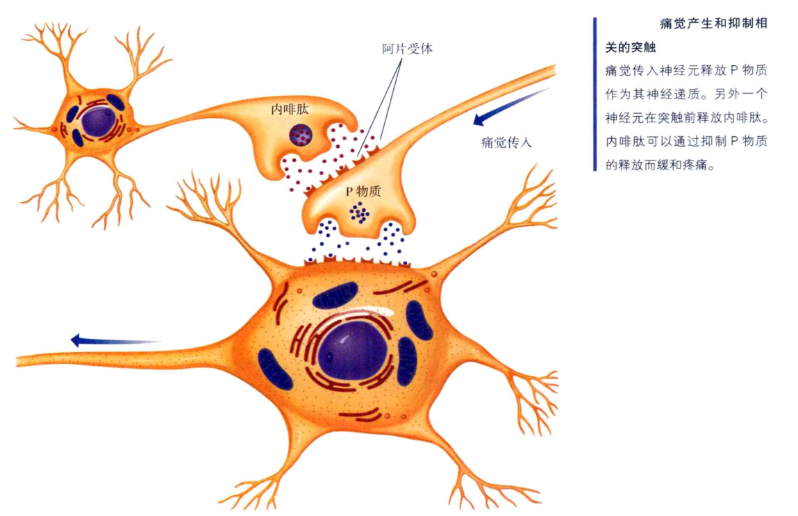 心理学的生物学基础知识,生物心理学知识书籍