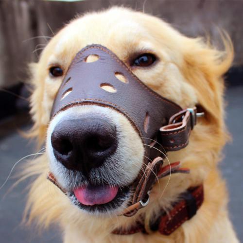 妹子求助如何让自家阿拉斯加不叫，网友纷纷出招，最后这位厉害了