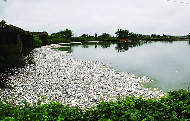 春季草鱼死得多怎么办,草鱼苗下塘总是死了怎么办呀