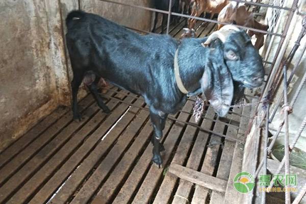 养殖致富项目都有哪些,农村特种养殖什么最赚钱