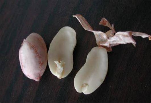 花生每亩产量2000斤的种植技术,花生种植的距离和行距该怎样安排