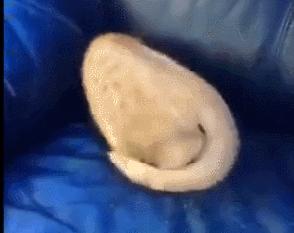 猫的内在品质,猫的本质就是嫌弃主人