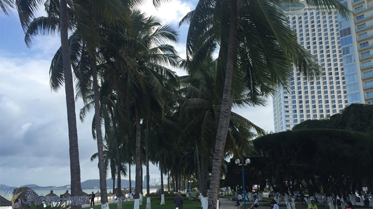 瓒婂崡鑺藉簞娴锋哗鏅尯瑙嗛,瓒婂崡鑺藉簞榛戝矝娴锋哗