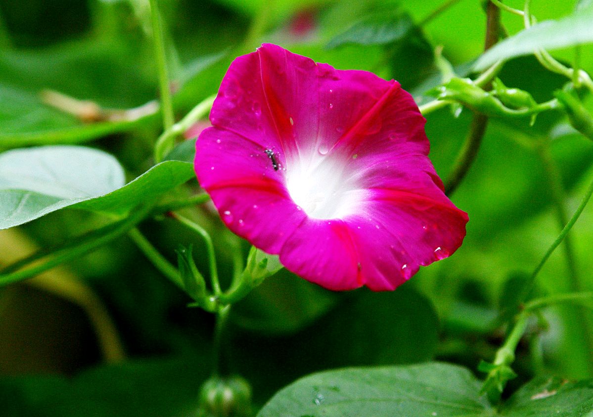 读古诗词草木芬芳,读古诗欣赏