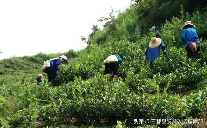 三都有一个敢闯敢拼的“铁娘子”