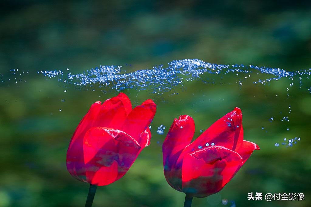 北京国际鲜花港门票优惠,北京国际鲜花港夏天