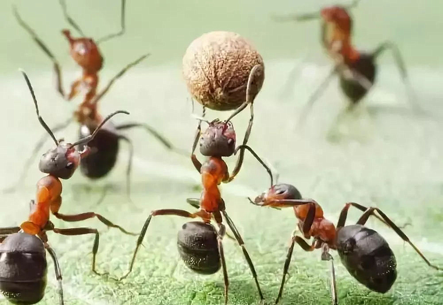 婴儿把烟头塞嘴里了,小孩咬烟头有什么危害