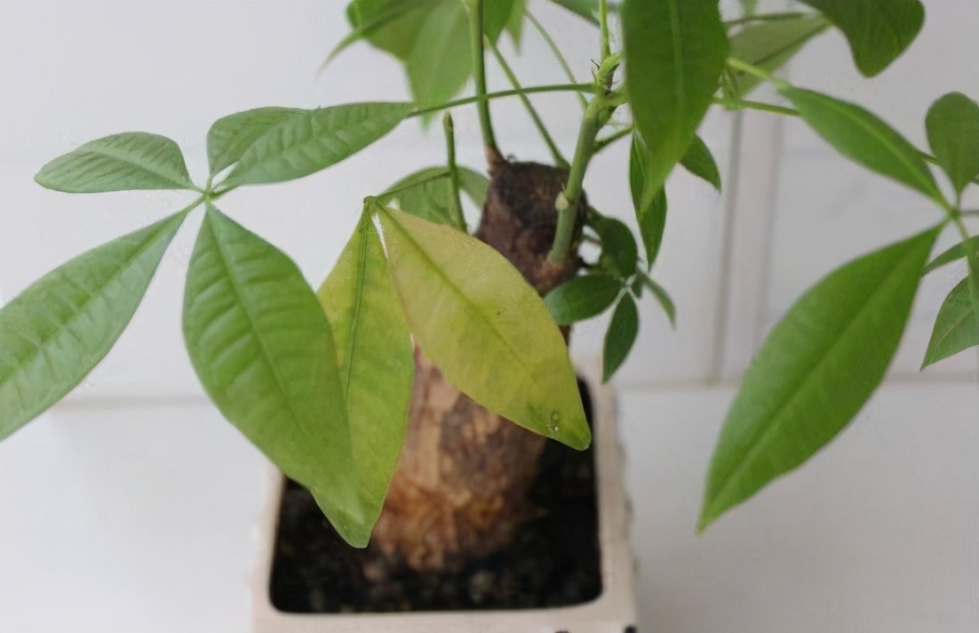 发财树叶片有斑点是什么病,发财树叶子变黄有黑点怎么回事