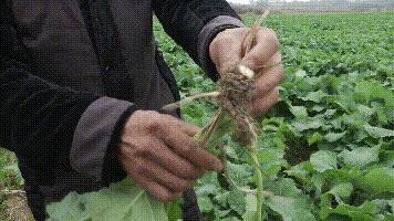 菜的肿瘤根怎么防治,菜根长肿瘤怎么办