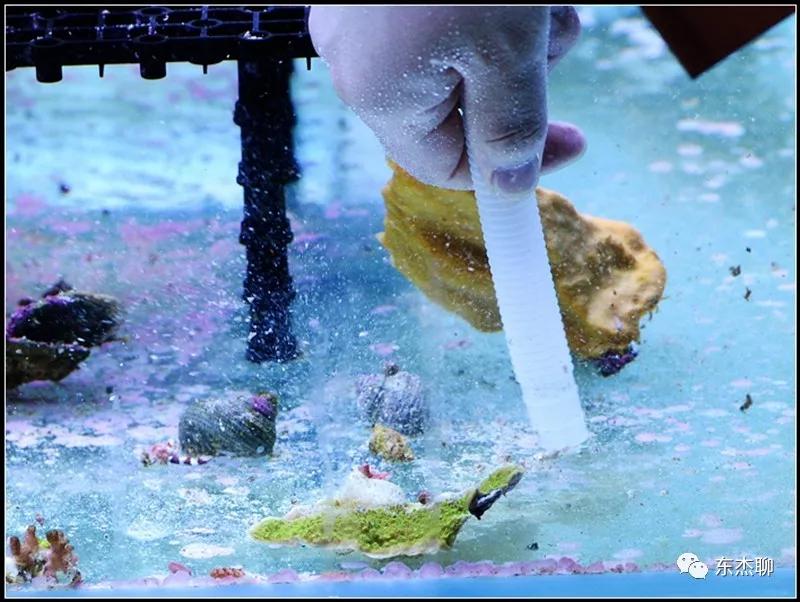 珊瑚鱼缸扁虫怎么处理,珊瑚扁虫怎么繁殖