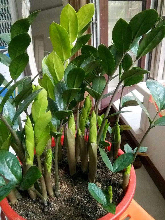 金钱树要怎样养才越养越漂亮,金钱树要怎么养才容易养活视频