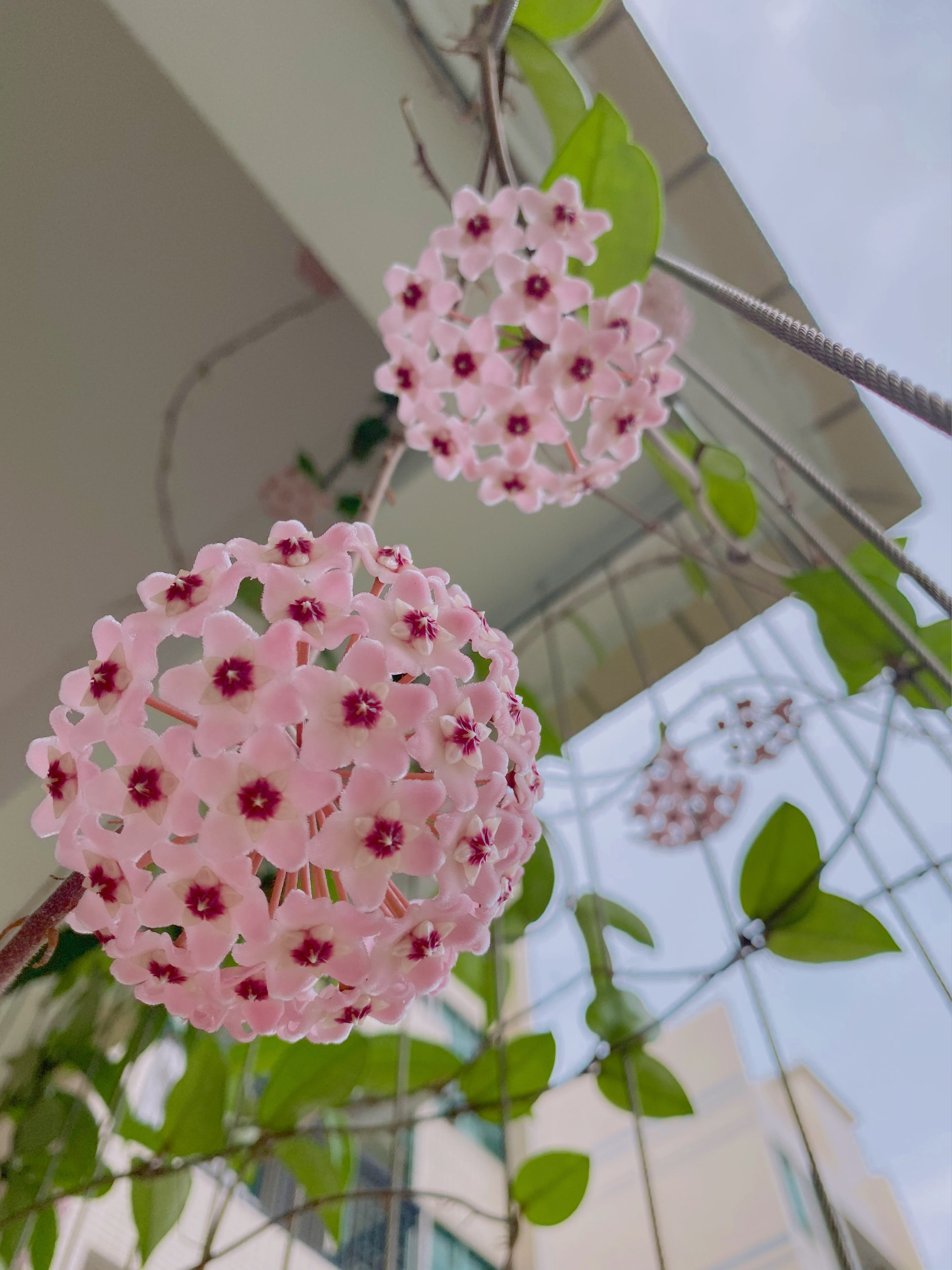 7种小型藤本植物,能在阳台上养,花量巨大,花期长,阳台变花园