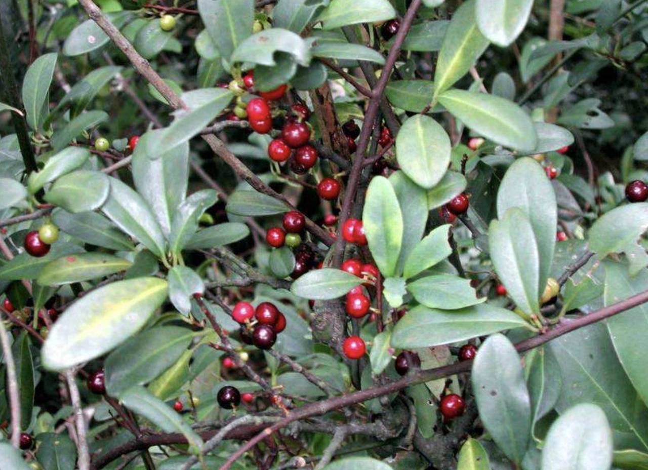 山上一种藤结的果橙红色很酸,山坡上的野果刺梨