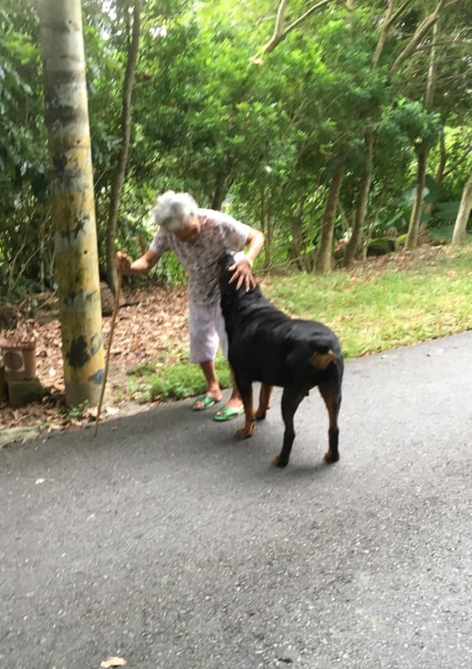 罗威纳成为奶奶的拐杖,120斤罗威纳犬视频