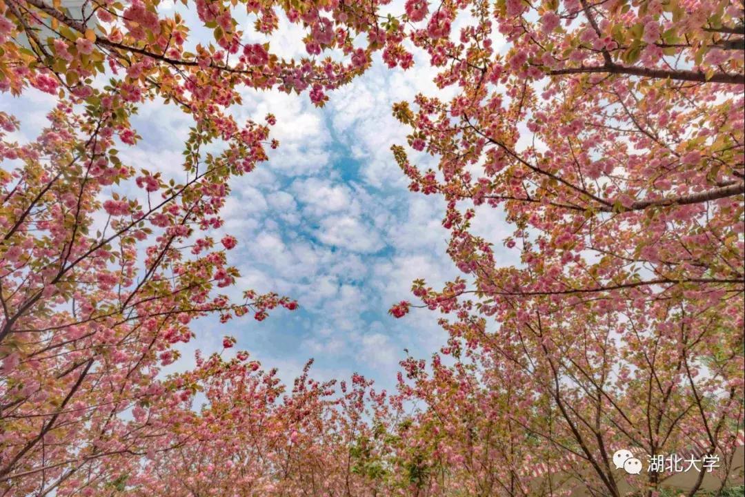 今天是你的生日，我的湖北大学！书记喊你回学校打卡