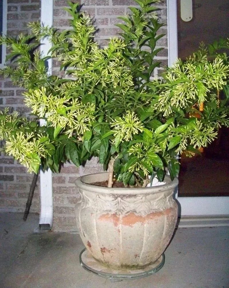 屋里烟味大养什么植物,家里最忌讳养的植物