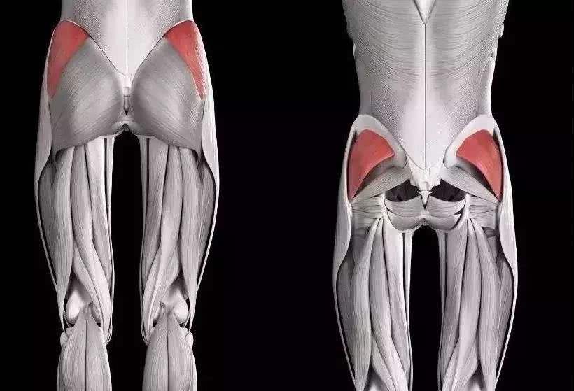 臀部肌群怎么练？你可能不知道的小秘密