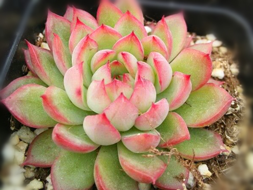 遮雨遮阳多肉,遮阳遮雨的多肉