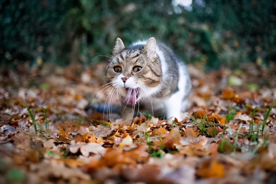 路边随便采野花,路边哪些草可以当猫草