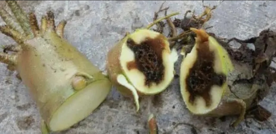 一年四季不死的十种花水养,浇水过多死的植物