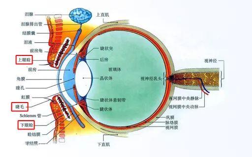 铲屎官请注意什么,铲屎官睫毛