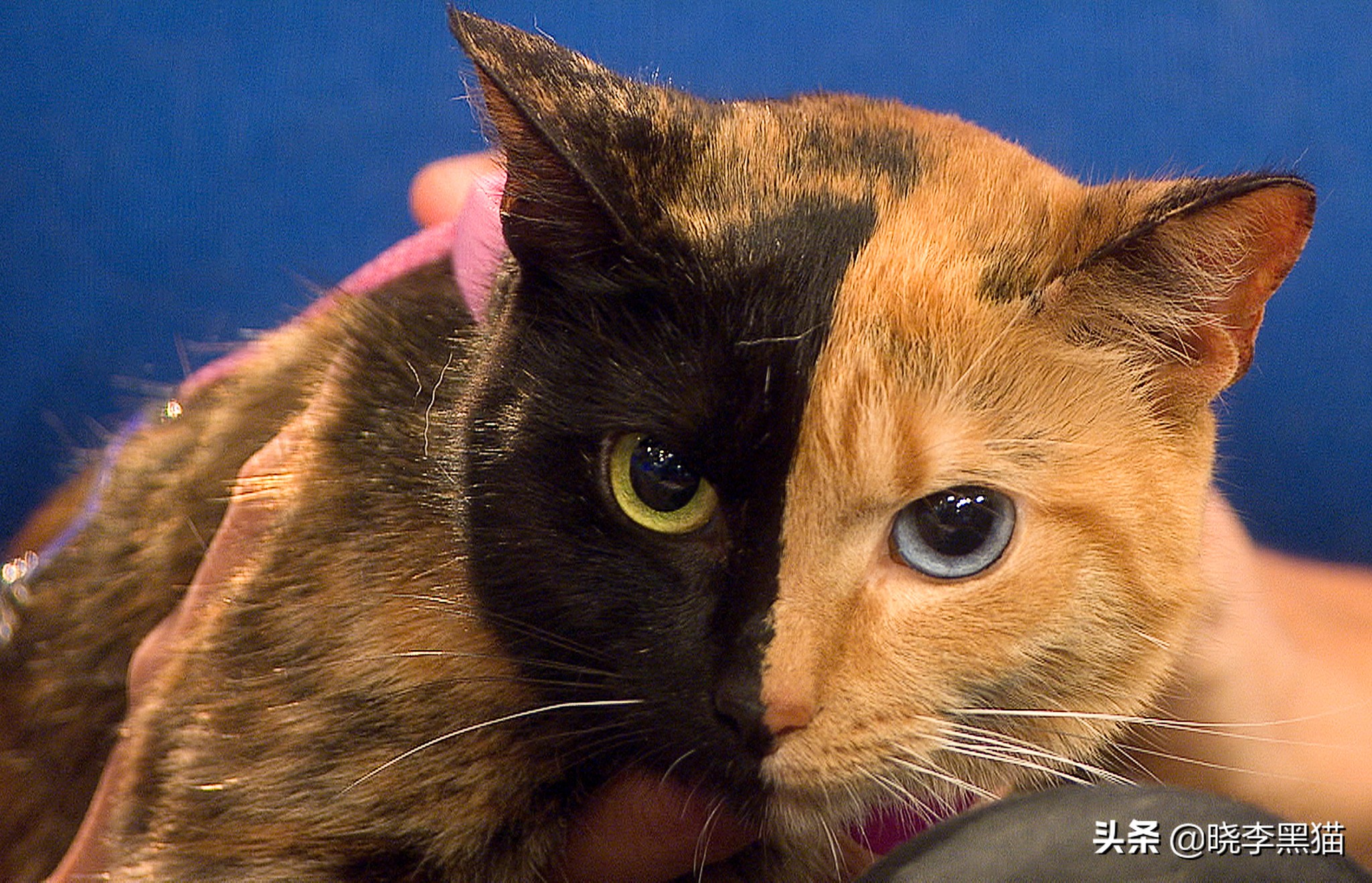 猫咪如何有大眼睛,猫咪为什么有大眼睛和小眼睛