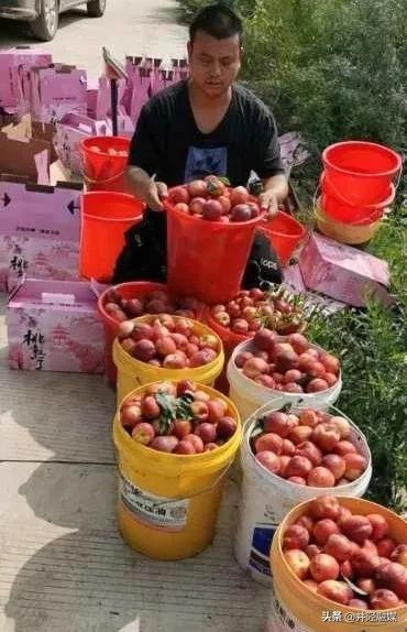 「古陉农事」上品油桃防口厚道