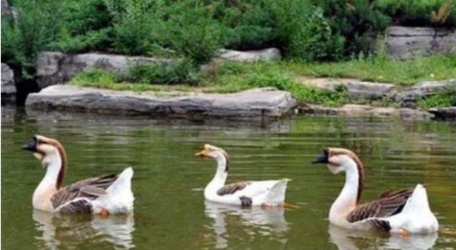 天气热鸭苗怎么办,冬天小鸭苗怎么养成活率最高