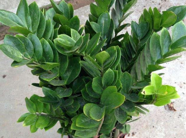 养金钱树做好5点，植株不停窜新芽，金钱叶一串串，油绿又繁茂