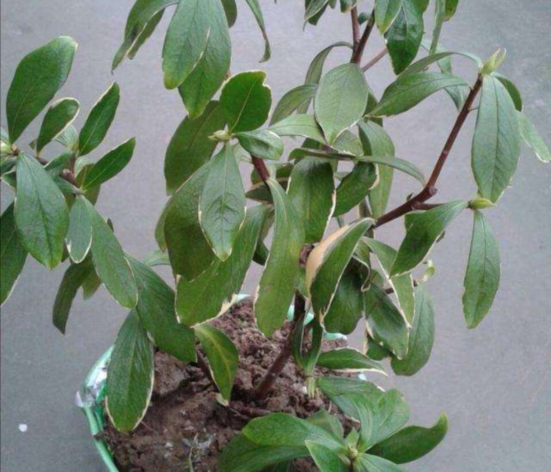 瑞香花养僵了怎么办,养的花卷叶发黄怎么办