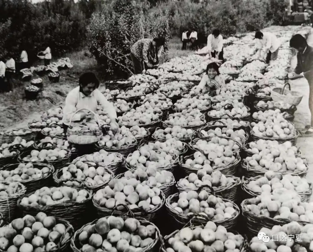 宁夏农垦创业时期的大中专学生,上