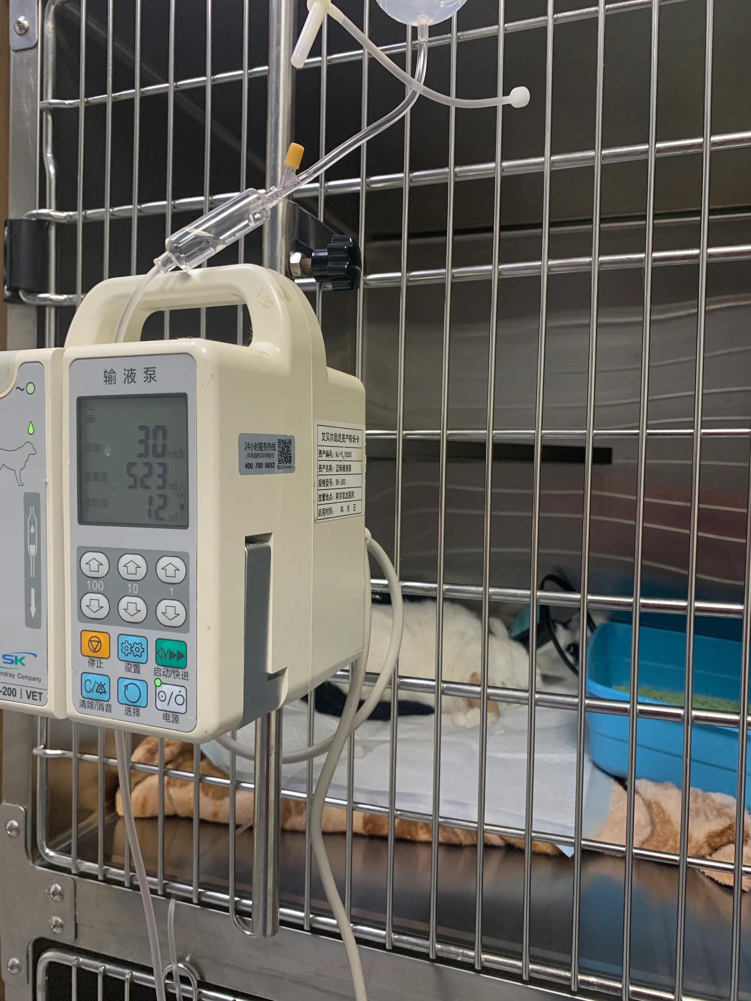 猫咪脂肪肝会引起黄疸吗,猫咪得了脂肪肝怎么办