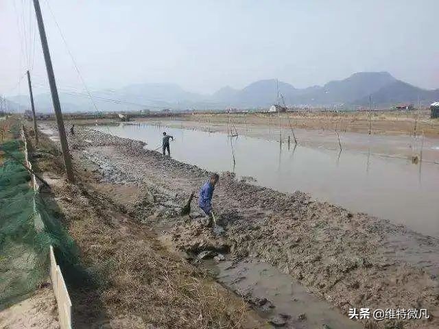 池塘传出阵阵的恶臭，鱼出现各种病症，要怎么解决？