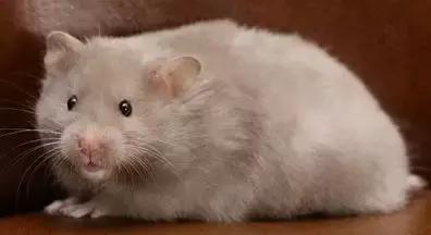 仓鼠的种类习性详细介绍,仓鼠有哪些亚种种类