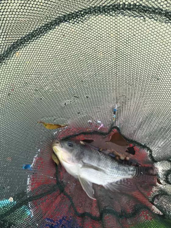 友人相约-本汀七迦爽爆竿