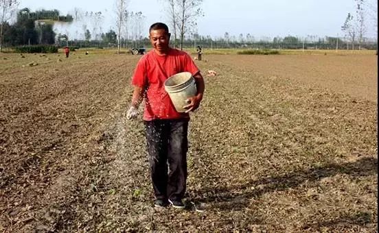 小麦发黄死苗用什么药治疗,小麦发黄有死苗什么原因怎样治