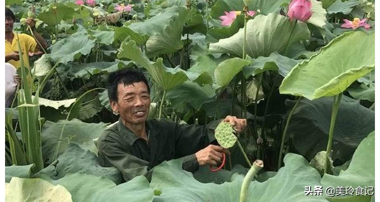 泡莲子的莲子有什么要求,辨别莲子好坏的5种方法