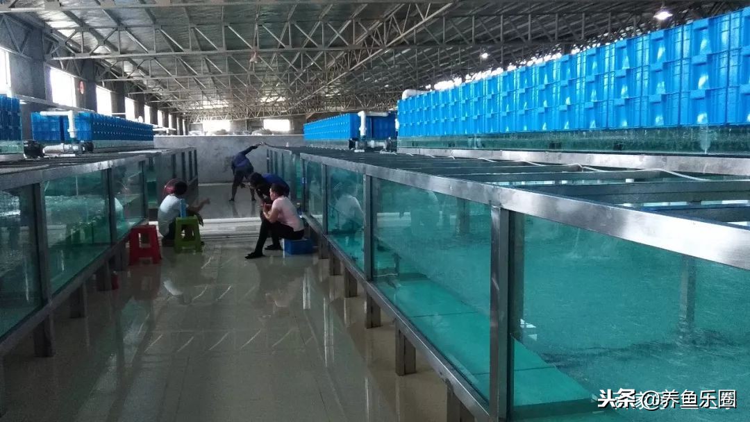 这位土豪家的渔场,光滤材就花了500多万,你确定不要见识一下?