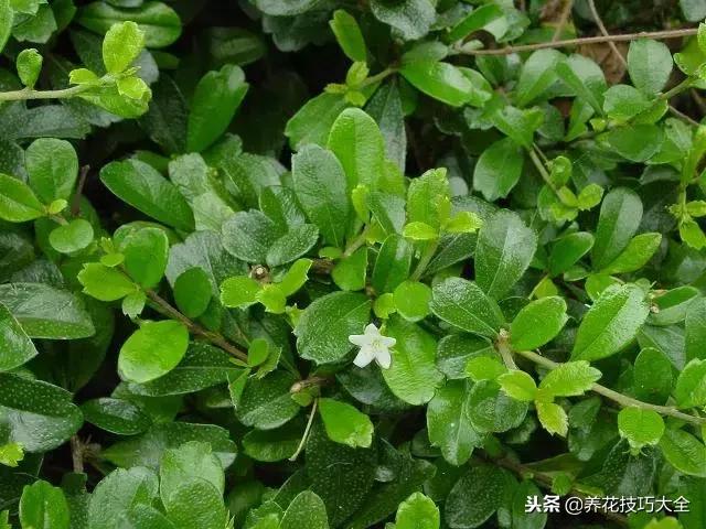 常见小区绿化100种植物图片,常见的水生植物有哪些种