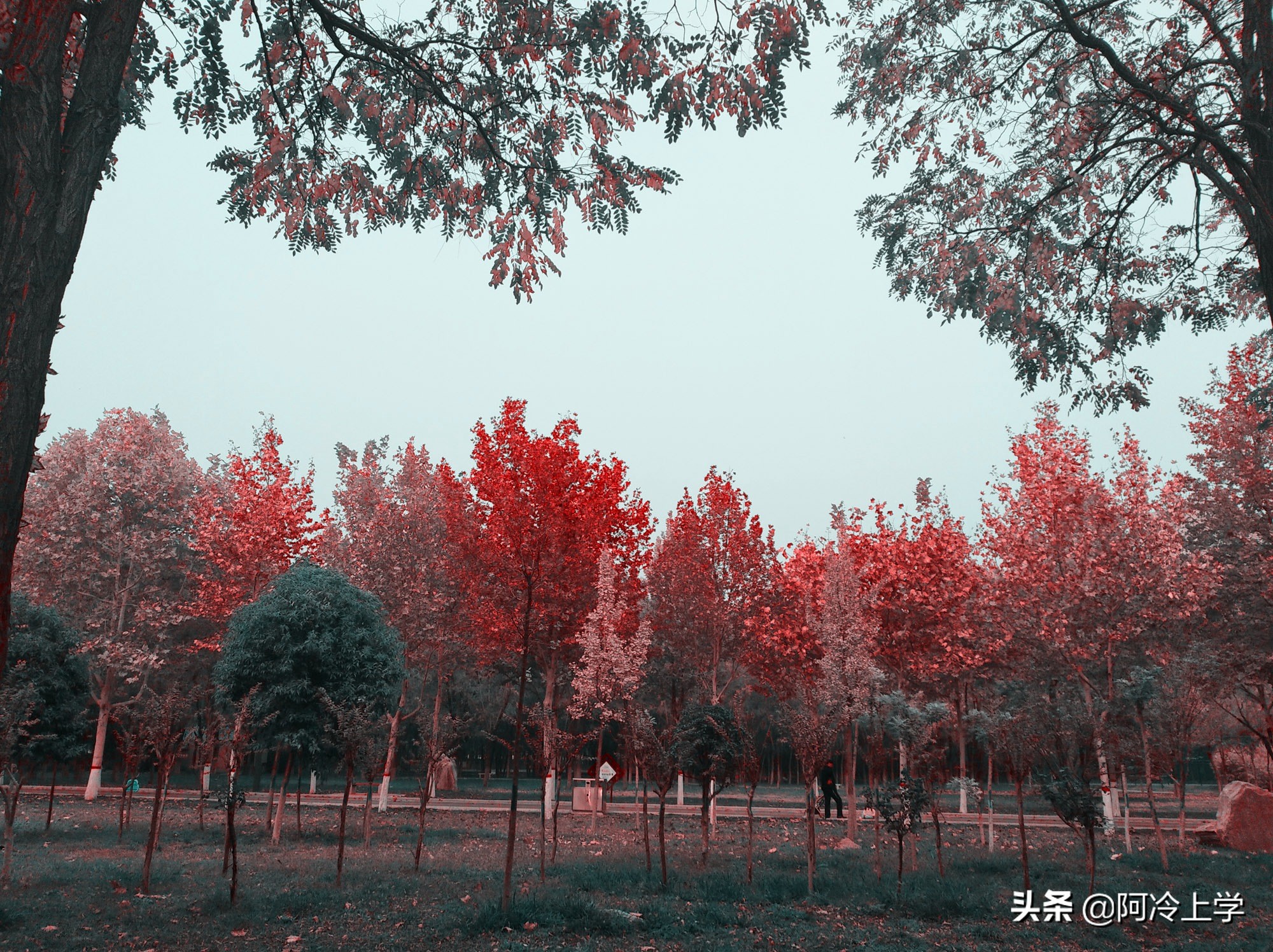 爱的教育授奖仪式,爱的教育的颁奖典礼读后感