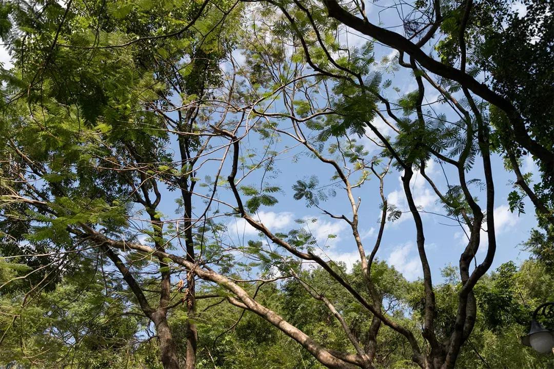 深圳这座城市很美,深圳这座城市风景太美了